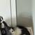 Female kitten adult 2 thumbnail