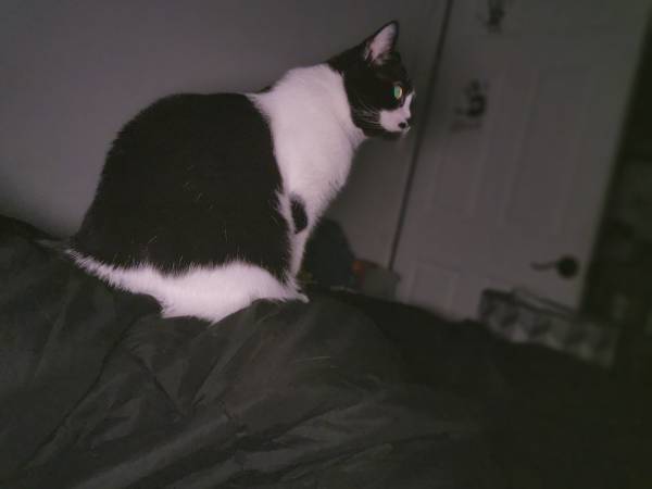 Gato dulce busca hogar para siempre (Dover)63656332140803123