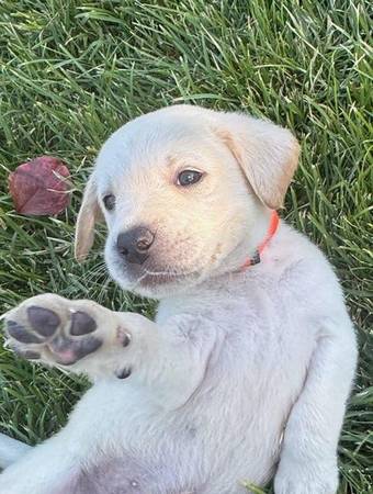 Labrador pups - $0 (brentwood / oakley)63471369176705120