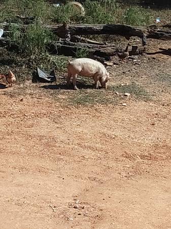 Pigs 1