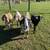 Nubian goats 2 thumbnail