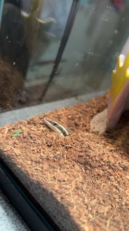 Five line skink (Dunbar)63882391675393123