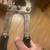 Vintage Italy Burdizzo  veterinary tool 1 thumbnail
