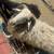 Karakul Ram 4 thumbnail