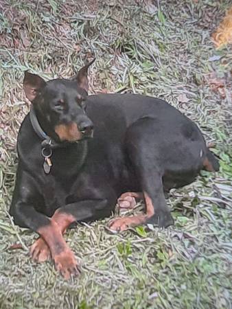 Stolen lost dog $$REWARD$$ 1