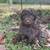 Chocolate double doodle puppy 3 thumbnail