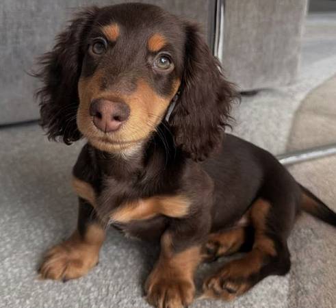 SmartDachshunds 1