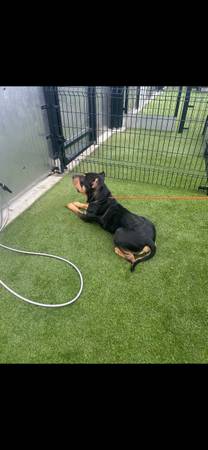 Need fostering for 2-3 months 1