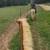 Super nice beginner friendly riding and driving haflinger gelding 8 thumbnail
