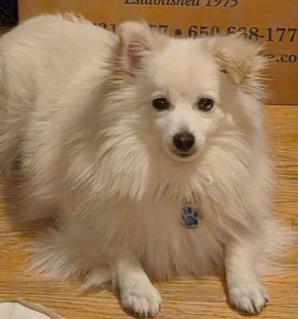 Lost Dog - Finn an American Eskimo mix lost in Albany on 6/5 (albany / el cerrito)