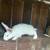 Tamuk Rabbits 5 thumbnail
