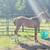 2024 AQHA Filly Hancocks Frosty Cat 1 thumbnail