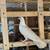 Pigeons $25 each houston tx 7 thumbnail