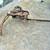 Vintage John Deere 200B Side Dressing attachment for parts 2 thumbnail