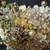 Necklace Gold & White Wearable Art By Nightingale Designs 1 thumbnail