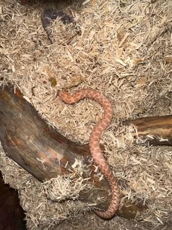 Albino hognose snake (Phoenix)63967283941251120