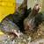 Chocolate Orpington pullets 1 thumbnail