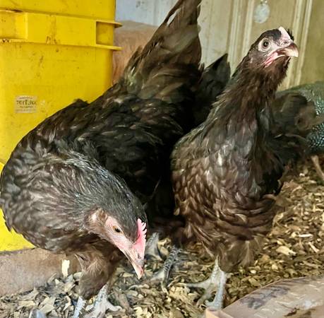 Chocolate Orpington pullets 1