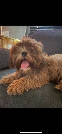 Peekapoo (Bristol)63697180790913122