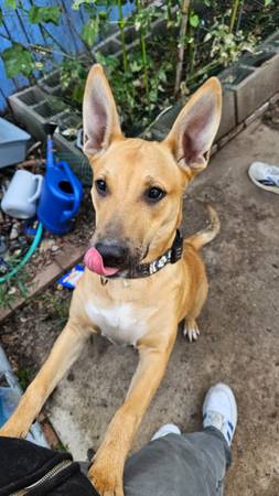 Found dog!!! Near 59th Ave and Glendale 1