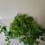 Plants 1 thumbnail