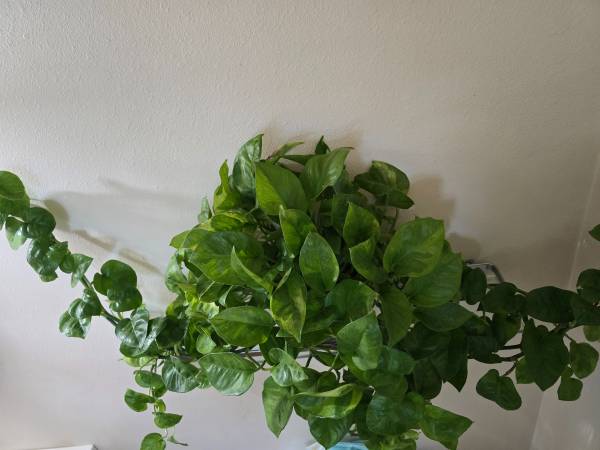 Plants 1