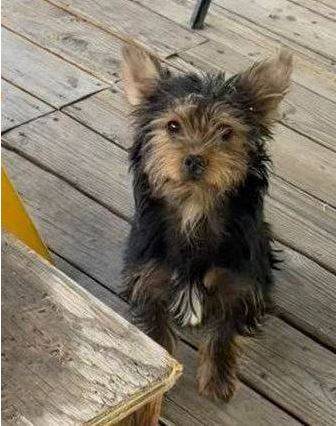 Male Yorkie- 11 weeks (503-seven54 0558)