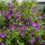 Solanum Patio Tree 12 thumbnail