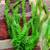 6 Decorative Plastic Aquarium Plants 2 thumbnail
