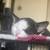 Pair of kittens 5 thumbnail