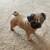 Townsends hand-painted ceramic pug figurines 3 thumbnail
