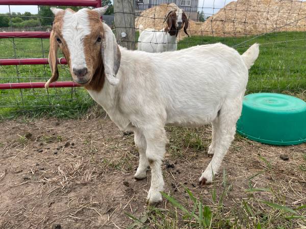 Boer goat buckling 1