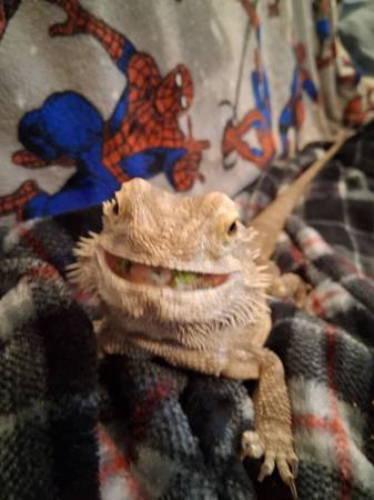 Dragón barbudo macho (Kennewick)