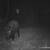HOG HUNTING 1 thumbnail