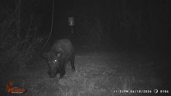 HOG HUNTING 1