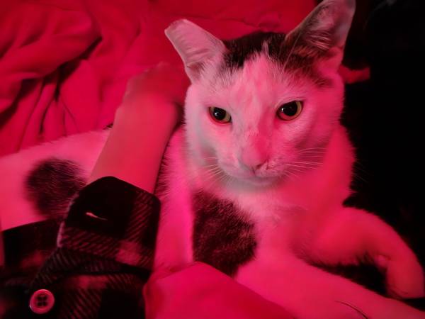 Gato macho encontrado (Walnut)