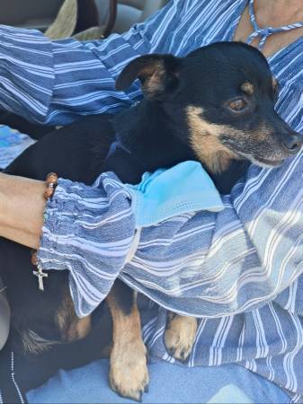 Lost 10/2 - Chihuahua Mix, Male (Barrio Logan)64038443394561121