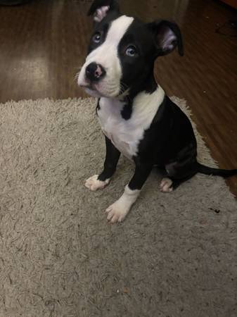 Siberian Husky Pitbull 1