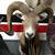 Life size warthog taxidermy 6 thumbnail