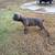 Cane Corso 1 thumbnail
