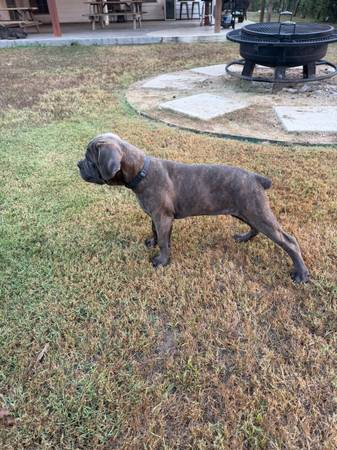 Cane Corso 1