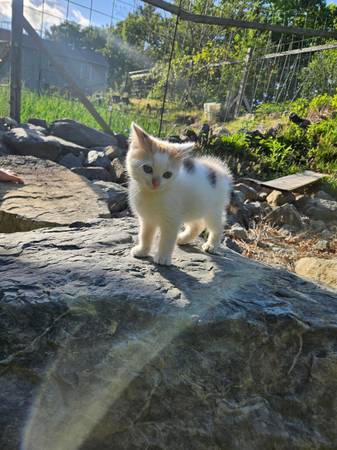 Kitten 1