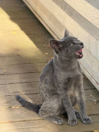 Outside Mousers 1
