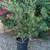 Fruitless Olive Tree 15gal ---  plants trees 2 thumbnail