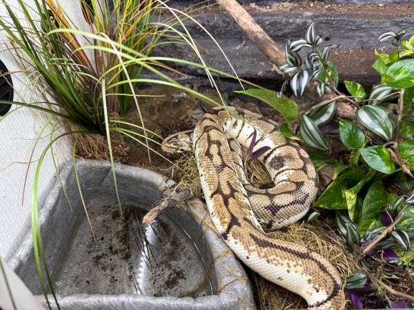 Reptiles63664515597825122