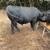 Registered Angus Bulls Available 2 thumbnail