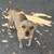 Perritos 6 thumbnail