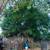 China Berry Tree 2 thumbnail