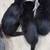 Adorable kittens 7 thumbnail