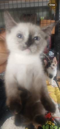Kittens to a good home as a pair (Grayslake)63844234390787120